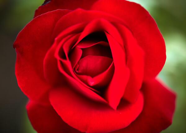 Red Rose Close-Up Shot