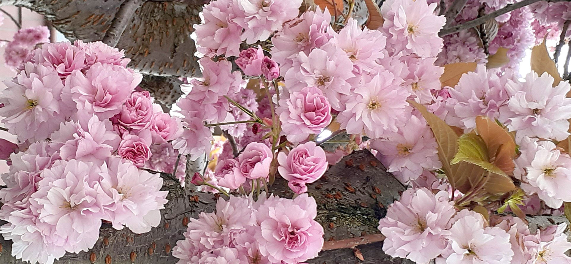 Cherry Blossom Tree Clos-up Shot