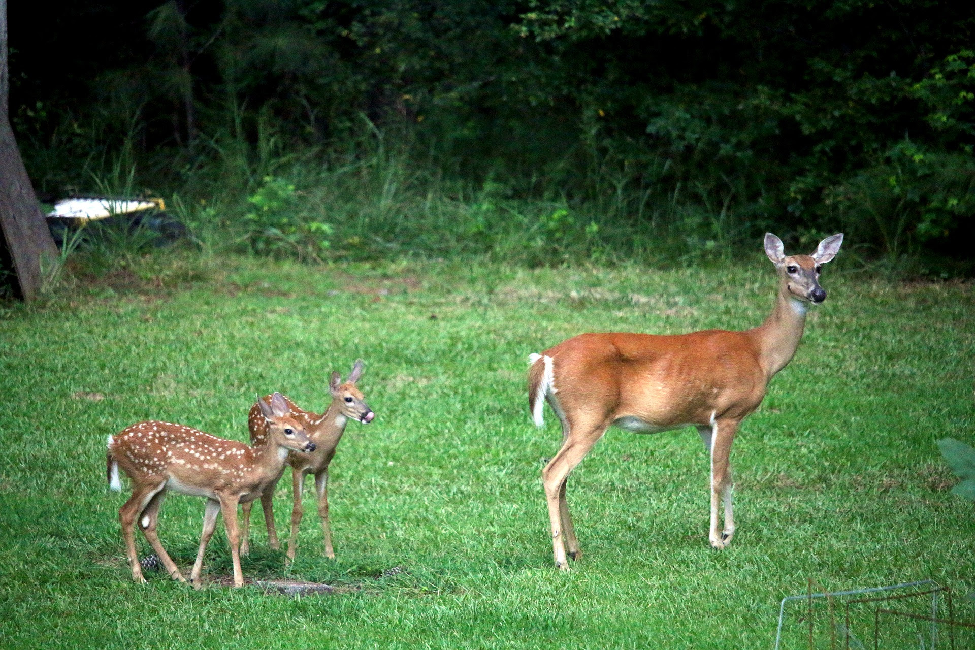 Mother deer with her two kids