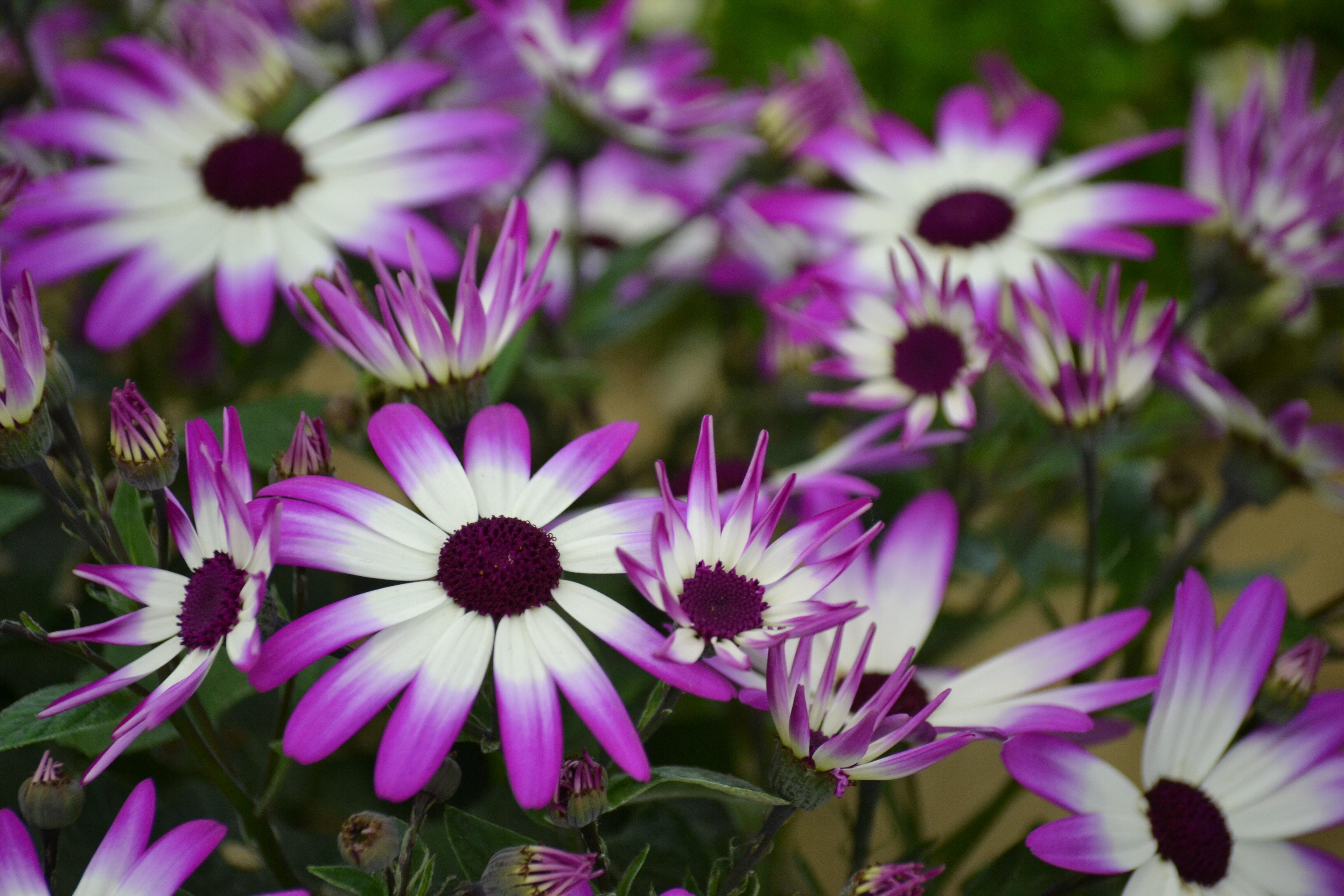 Close-up of purple and white flowers