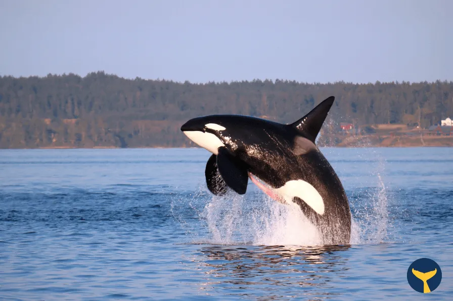 Whale in Canada