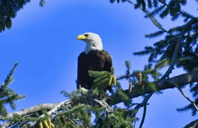 Bald Eagles