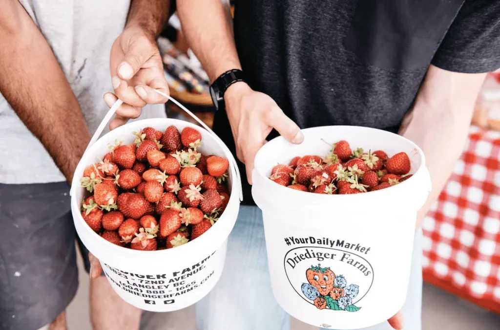 Berry picking in Canada