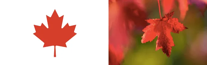 Maple Leaf of Canada's Flag