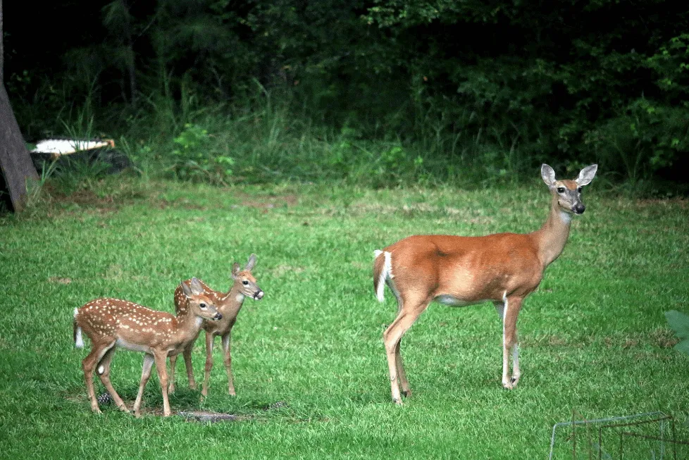 Deer in Canada